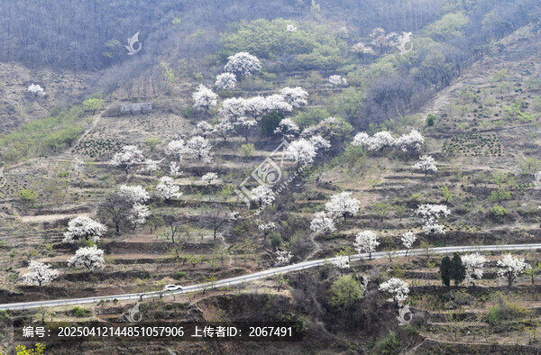 山东临沂平邑县观音山梨花