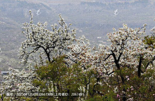 山东临沂平邑县九间棚景区梨花桃花