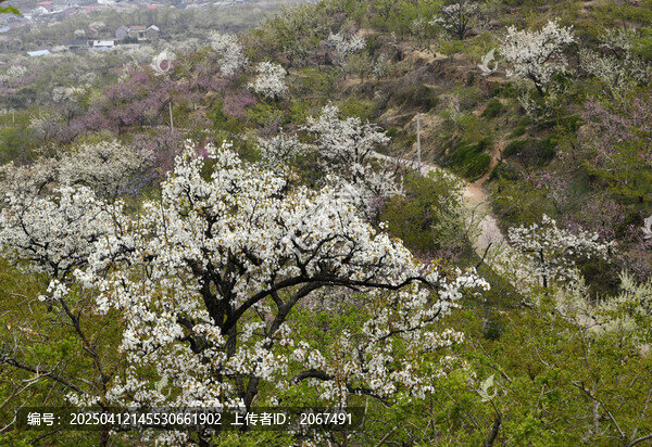 山东临沂平邑县九间棚景区梨花桃花
