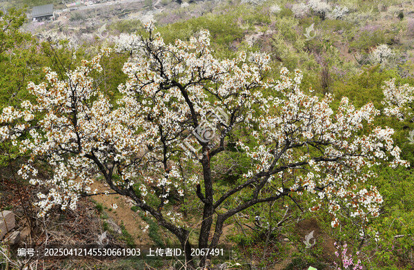 山东临沂平邑县九间棚景区梨花桃花