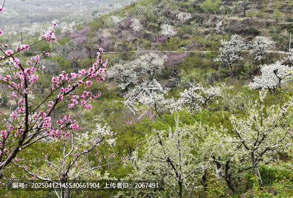 山东临沂平邑县九间棚景区梨花桃花