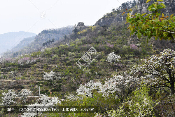 山东临沂平邑县九间棚景区桃花梨花