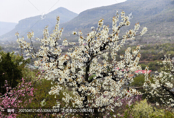 山东临沂平邑县九间棚景区梨花桃花