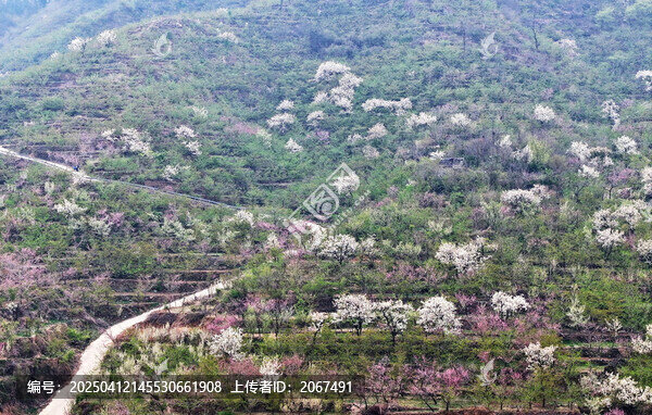 山东临沂平邑县九间棚景区梨花桃花