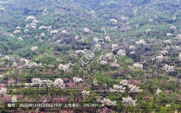 山东临沂平邑县九间棚景区梨花桃花