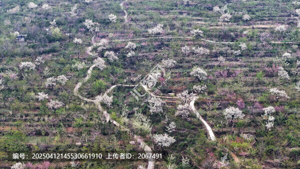 山东临沂平邑县九间棚景区梨花桃花