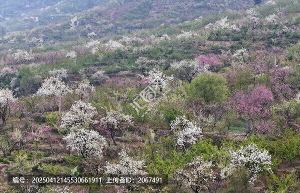 山东临沂平邑县九间棚景区桃花梨花