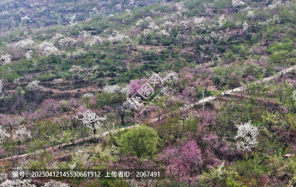 山东临沂平邑县九间棚景区桃花梨花