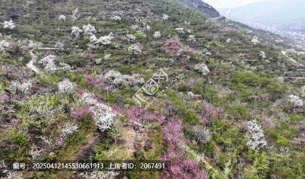 山东临沂平邑县九间棚景区桃花梨花