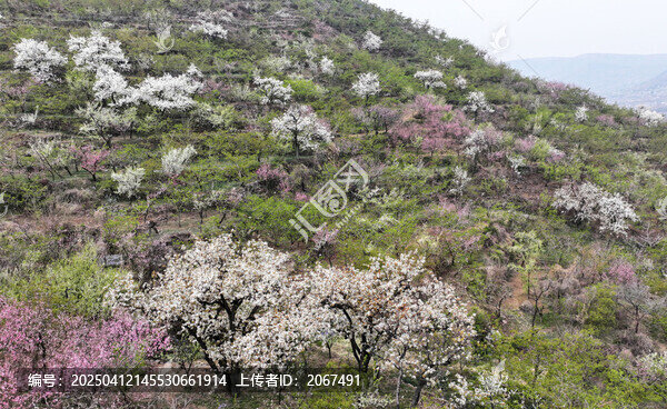山东临沂平邑县九间棚景区桃花梨花