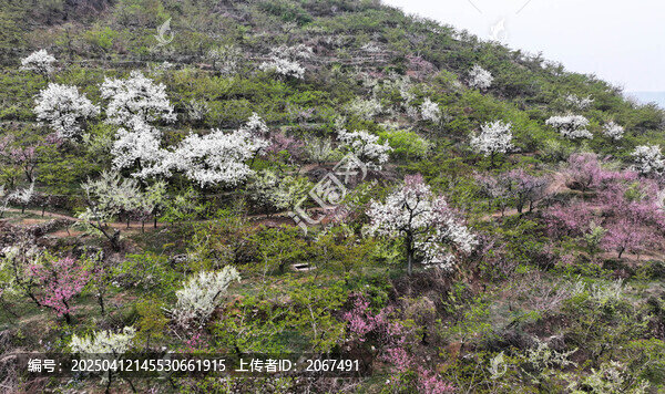 山东临沂平邑县九间棚景区桃花梨花