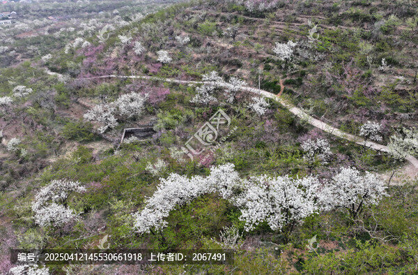 山东临沂平邑县九间棚景区桃花梨花