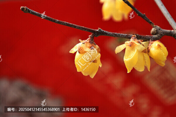 古韵腊梅