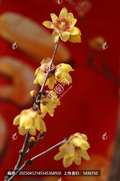 腊梅花盛开