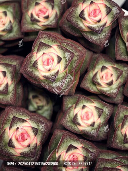 多肉植物