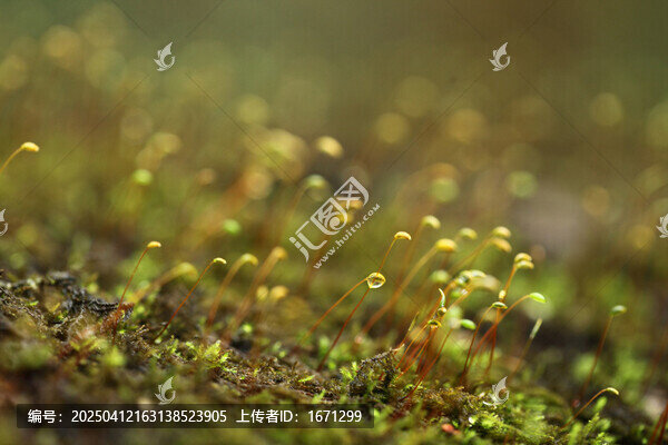 葫芦藓