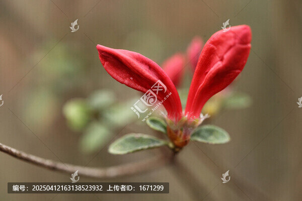 杜鹃花