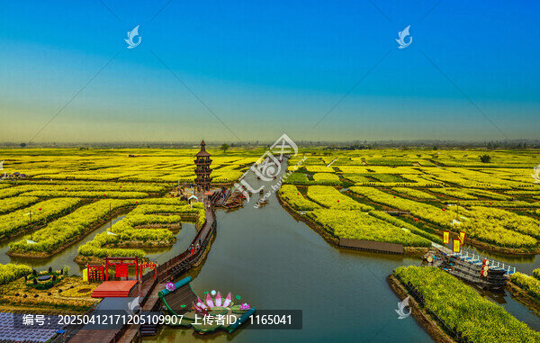 兴化千垛油菜花景区