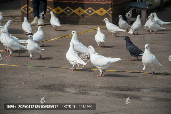 城市广场和平鸽