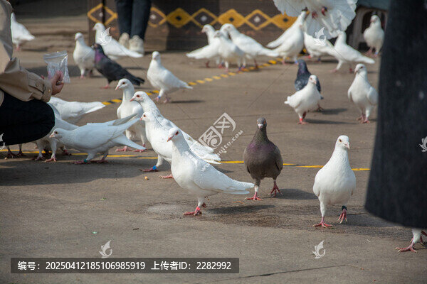 城市广场和平鸽
