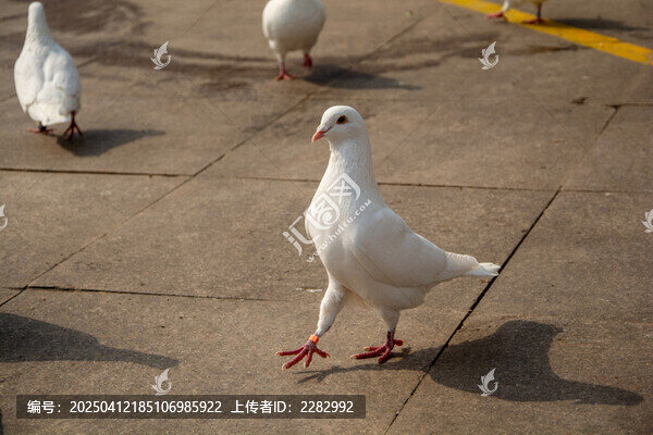 城市广场和平鸽