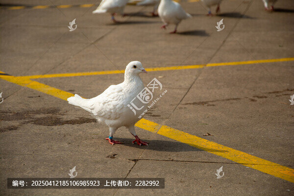 城市广场和平鸽