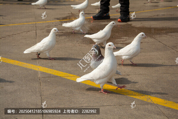 城市广场和平鸽