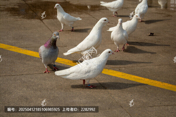 城市广场和平鸽