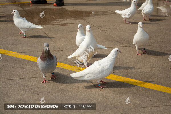 城市广场和平鸽