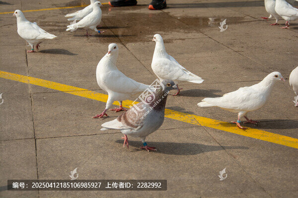 城市广场和平鸽