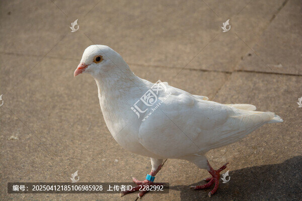 城市广场和平鸽
