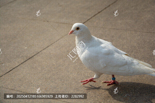 城市广场和平鸽
