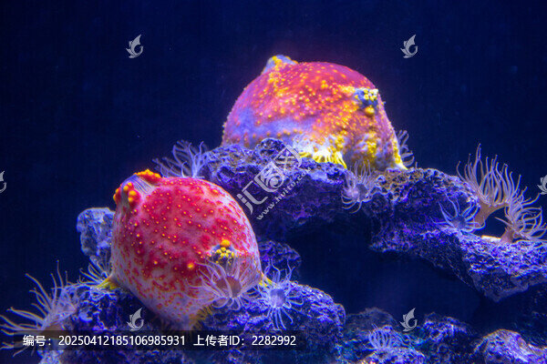 海底生物海苹果