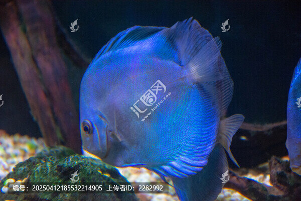热带观赏鱼七彩神仙