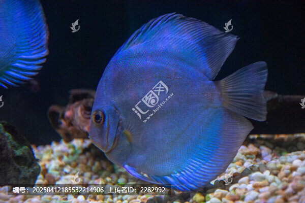 热带观赏鱼七彩神仙