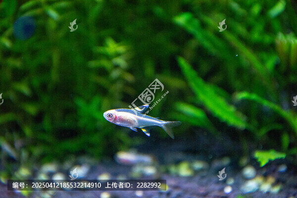 会游泳的宝石灯鱼
