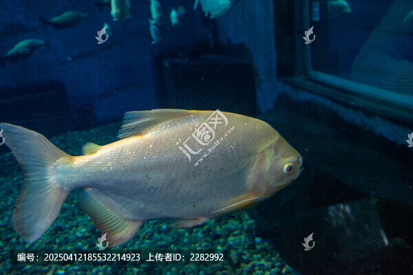 海洋馆热带鱼