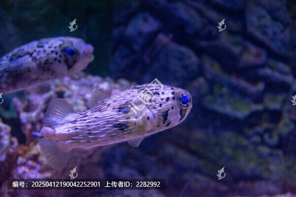 刺豚