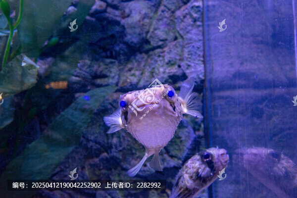 刺豚