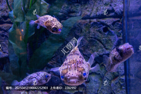 刺豚