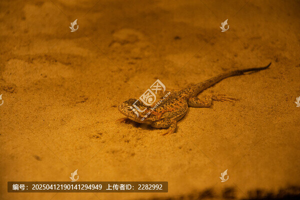 库车沙蜥
