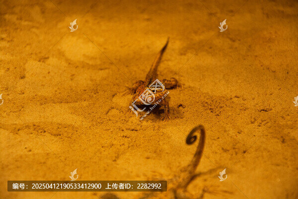 库车沙蜥