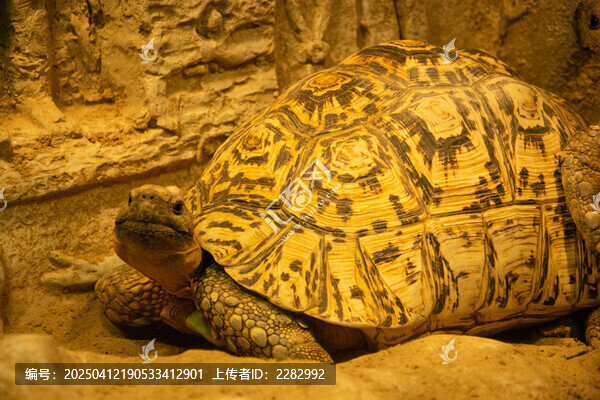豹纹陆龟
