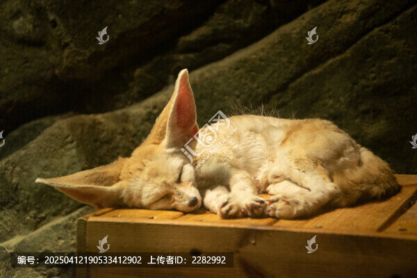 沙漠之狐耳廓狐