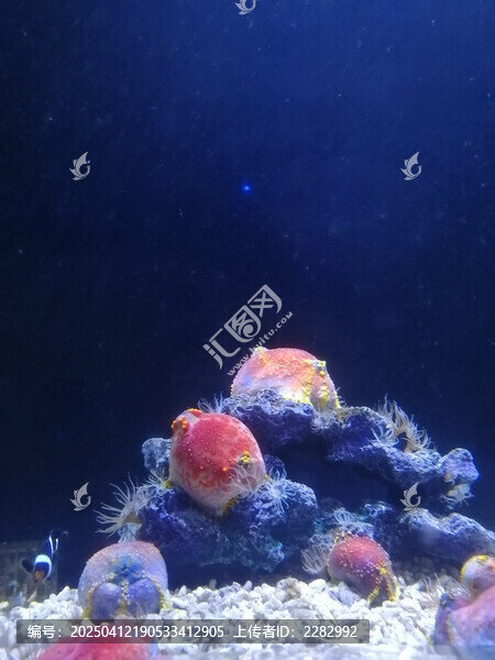 海底生物海苹果