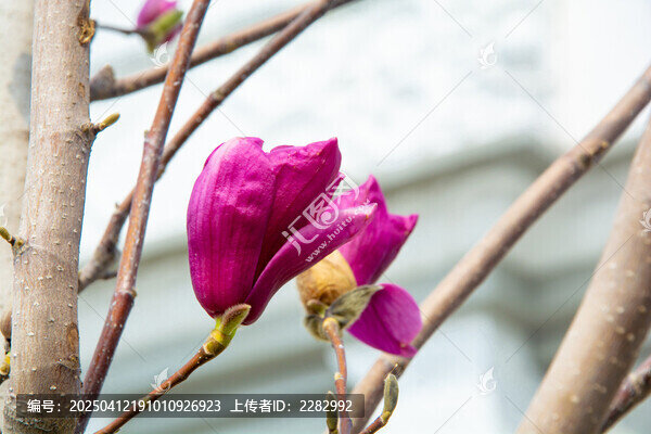 春天玉兰花开
