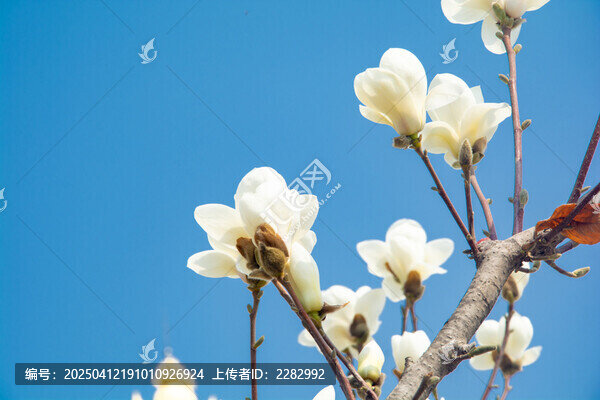 春天玉兰花