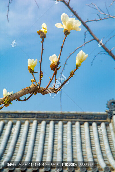 沈阳东塔寺玉兰花