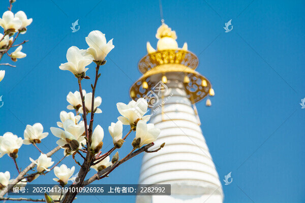 沈阳东塔寺玉兰花