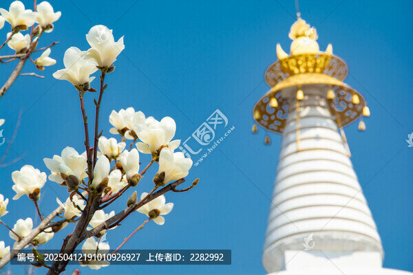沈阳东塔寺玉兰花